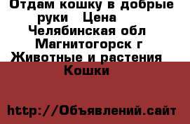 Отдам кошку в добрые руки › Цена ­ 0 - Челябинская обл., Магнитогорск г. Животные и растения » Кошки   